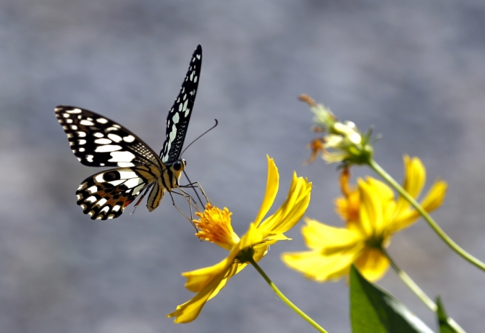 A butterfly rests on a flower in Nakhon Sawan province, north of Bangkok, Thailand, November 13, 2015.