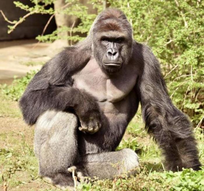 Harambe, a 17-year-old gorilla at the Cincinnati Zoo is pictured in this undated handout photo provided by Cincinnati Zoo.