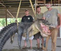 727-Pound Alligator Caught in Mississippi Takes State Record for Weight, One Of Three Records In First Days of Season