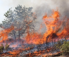 Yosemite Fire 2013 Update: Cause of Rim Wildfire Revealed - Hunter's Illegal Fire (PHOTO)