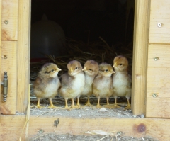 Gov't Agencies Want to Put Organic, Free Range Chickens in Cages