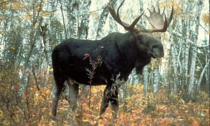 Moose Die-Off Alarms Scientists; Climate Change Suggested as Reason for Drastic Decline in Numbers