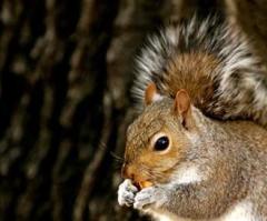 Cop Squirrel Fight? Police Officer Fired for Shooting at, Macing Squirrel in Tennessee Dollar Store