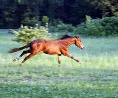 Horsemeat Lawsuit: Judge Gives Go Ahead for Horse Slaughterhouse, Fit for Human Consumption