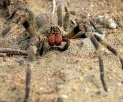 Spiders in Bananas? Woman Finds Cocoon of Deadly Spiders on Her Banana (PHOTO, VIDEO)