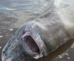 Greenland Shark Dramatically Saved From Choking After Trying to Eat Moose (PHOTO)