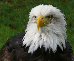 Eagle Deaths: Wind Farm Duke Energy Renewables Fined $1M for Eagle Deaths in Wyoming