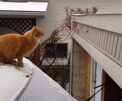 This Cat Trying to Jump From a Snow-Covered Car to a Roof is the Funniest Moment This Winter (VIDEO)