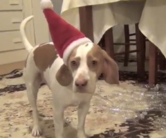 Best Dog Gift Ever: Adorable Beagle Receives 210 Plastic Bottles for Christmas - See What He Does!