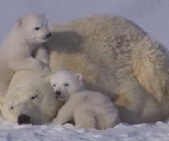 Warm Your Heart With This Incredibly Adorable Family of Polar Bears Cuddling in the Snow (VIDEO)