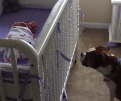 Family Dog Calms Crying Newborn in an Impossibly Sweet Way (VIDEO)