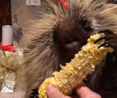 Adorable 'Talking' Porcupine Munching on Corn Will Make You Laugh This Christmas (VIDEO)