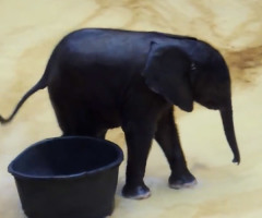 This Baby Elephant Taking a Bath is Hilariously Cute (VIDEO)