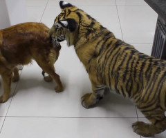 New Dog Stands Up to House Cat - a TIGER - Who Gets a Little Too Close (VIDEO)