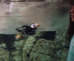 Horned Puffin Makes Friends and Chases Girl at Aquarium (VIDEO)