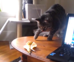 See This Cat's Hilarious Reaction to Finding a Banana Peel (VIDEO)