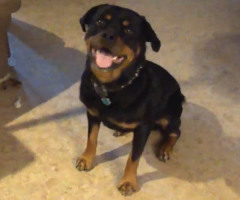 You'll Laugh Watching How Much This Puppy Loves Frisbee (VIDEO)