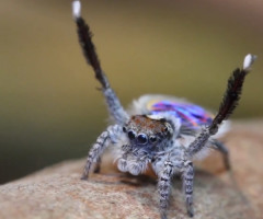 Peacock Spiders Dance to 'Y.M.C.A.' and It's Weirdly Hilarious (VIDEO)