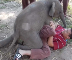 Too Cute: Lucky Man Cuddles a Lovable Baby Elephant (VIDEO)