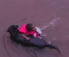 Compilation of the World's Most Heroic Dogs Saving Their Companions