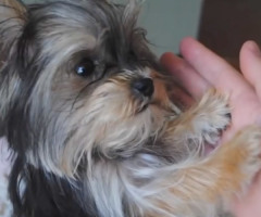 'World's Smartest Puppy' Knows How to Pray, Overwhelms You With Cuteness (VIDEO)