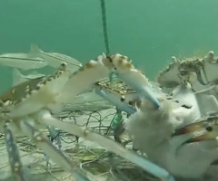 Creation is Fascinating: Camera in Crab Net Documents Struggle Between Sea Creatures (VIDEO)