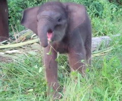 You'll Laugh Watching This Adorable Baby Elephant Learn to Use Her Trunk (VIDEO)