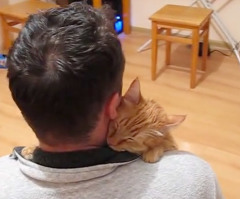 Sweetest Cat Ever? Orange Tabby Gives Owner a Long, Cuddly Hug (VIDEO)