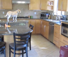 You'll Laugh Watching This Clever Beagle Steal Chicken Nuggets Out of a Toaster Oven (VIDEO)