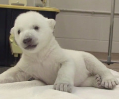 Unbelievably Cuddly Polar Bear Cub Takes First Steps, Melts Your Heart! (VIDEO)