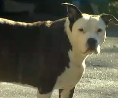 Pitbull Plays Hero, Saves Life of His Owner (VIDEO)