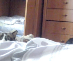 Hilariously Cautious Cat Will Make You Laugh Out Loud! (VIDEO)