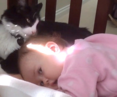 Loving Cat Cleans Toddler, Overpowers You With Sweetness (VIDEO)