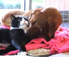 Abandoned Cat and Dog Become Inseparable – You Will Fall in Love With Them When You See This!