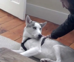 Adorable Husky Tells Owner 'No!' Just Like a Person (VIDEO)