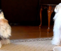 Two Adorable Dogs Pray Before a Meal (VIDEO)