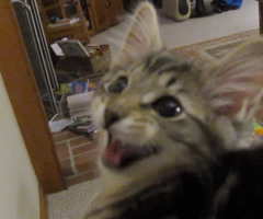 Strangest Meow Ever: Adorable Cat Sounds Just Like a Goat, Boggles Your Mind (VIDEO)