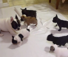 Sweet Bulldog Dad Plays With His Pups - Will Make You Smile All Day (VIDEO)