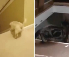 See the Hilarious Difference Between How Dogs and Cats Teach Their Babies to Use Stairs (VIDEO)