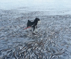 Fisherman's Dream: Icy Gust of Wind Flash-Freezes Countless Herring in Norway (PHOTO)