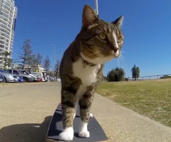 Cat Performs Extreme Skateboarding Tricks (VIDEO)