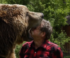 71-Y/O Man Wrestles 1,300-Pound Grizzly Bear (VIDEO)