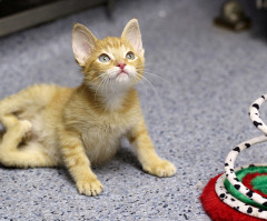 Adorable Kitten Born With Backwards Legs Saved, Finds a Home (VIDEO)