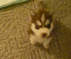 Cutest, Smartest Puppy Ever? Watch This Tiny Siberian Husky Pup Sit and Speak (VIDEO)