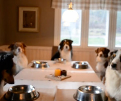 Five Dogs Saying Grace Before a Meal - Will Put a Smile on Your Face (VIDEO)