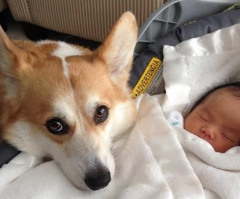 Loyal Dogs Protect Babies in This Heartwarming Compilation (VIDEO)