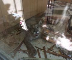 What Happens When a Mountain Lion Sneaks Into Your Home While You're Cooking Breakfast? This... (PHOTOS)