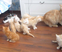 Falling Mama Sends Kittens Scurrying for Their Lives - Watch It and Laugh (VIDEO)