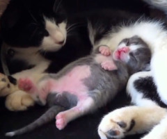 Adorable Kitten Dances in His Sleep and Makes You Laugh! (VIDEO)