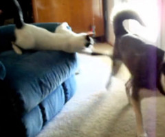 Cat Tries Sneaky Ninja Attack on Dog and Fails Hilariously (VIDEO)